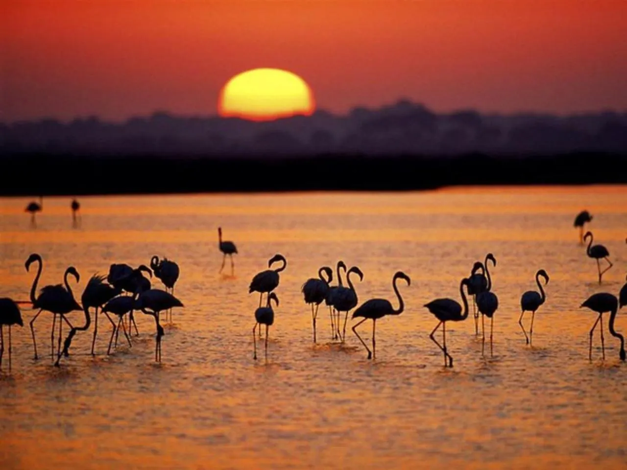 Alojamiento Rural Flamingo El Rocio Country house